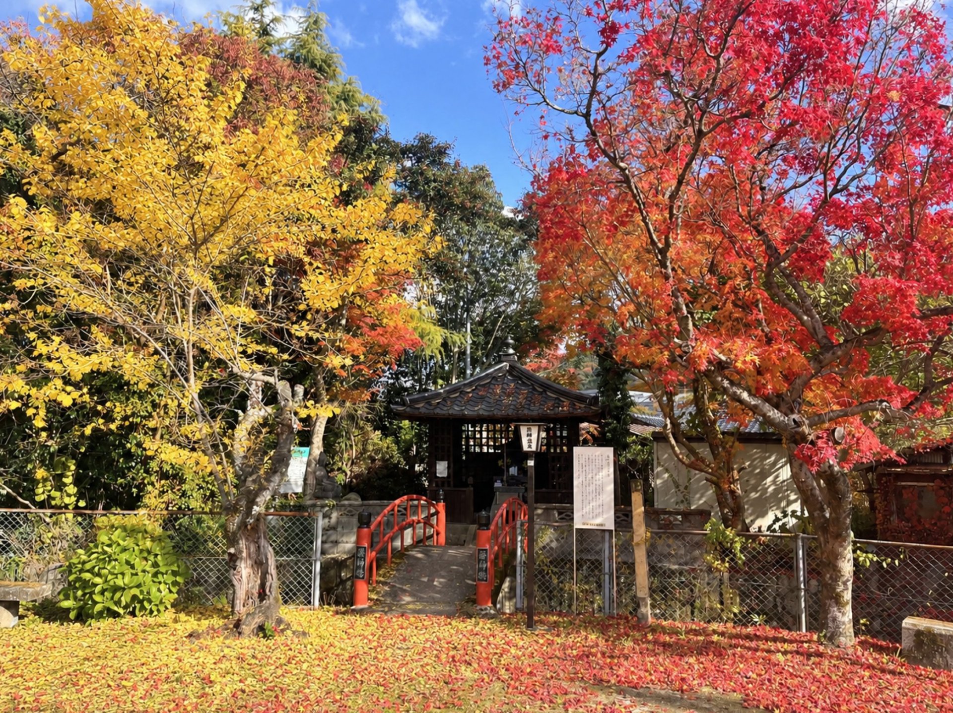 【11/28のイベント】紅葉散策！夜は紅葉ライトアップに