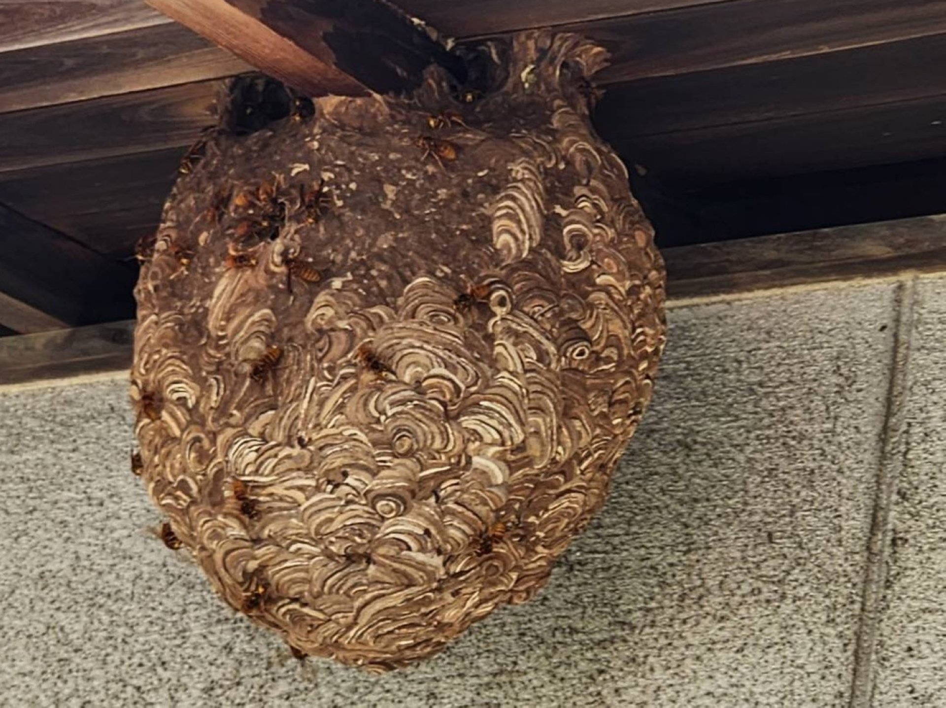 蜂の巣駆除