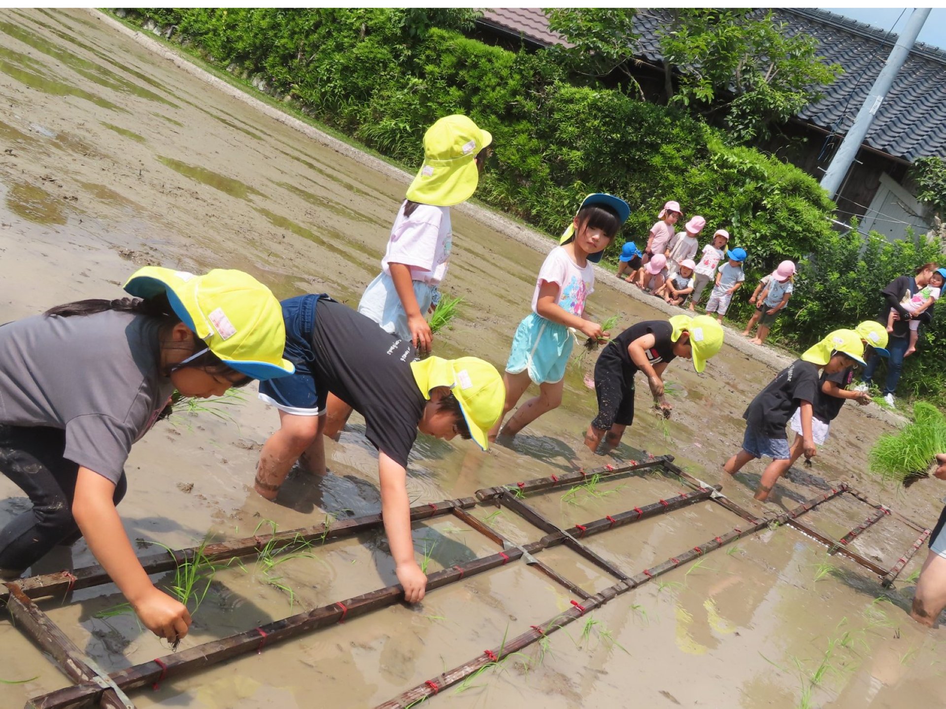 自分たちの手で挑戦！わくわく田植え体験♪