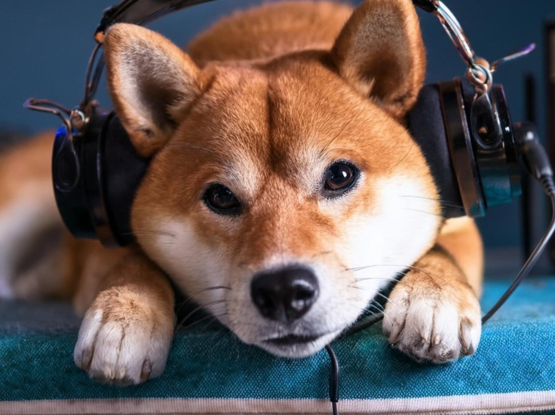 イメージキャラクターAI柴犬「シアン」
