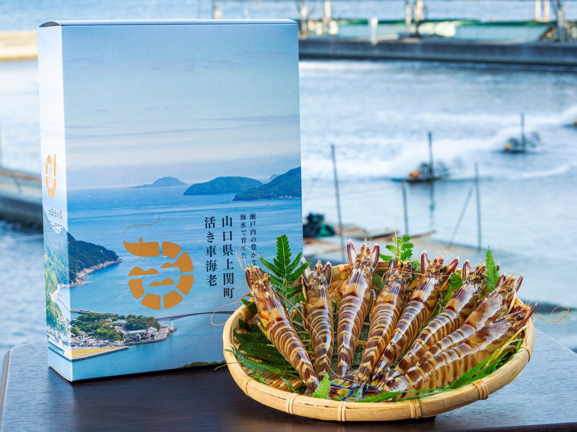 贈答用　上関町活き車海老（送料別）