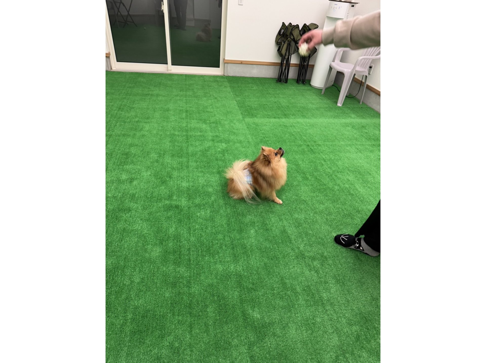 室内ドッグラン