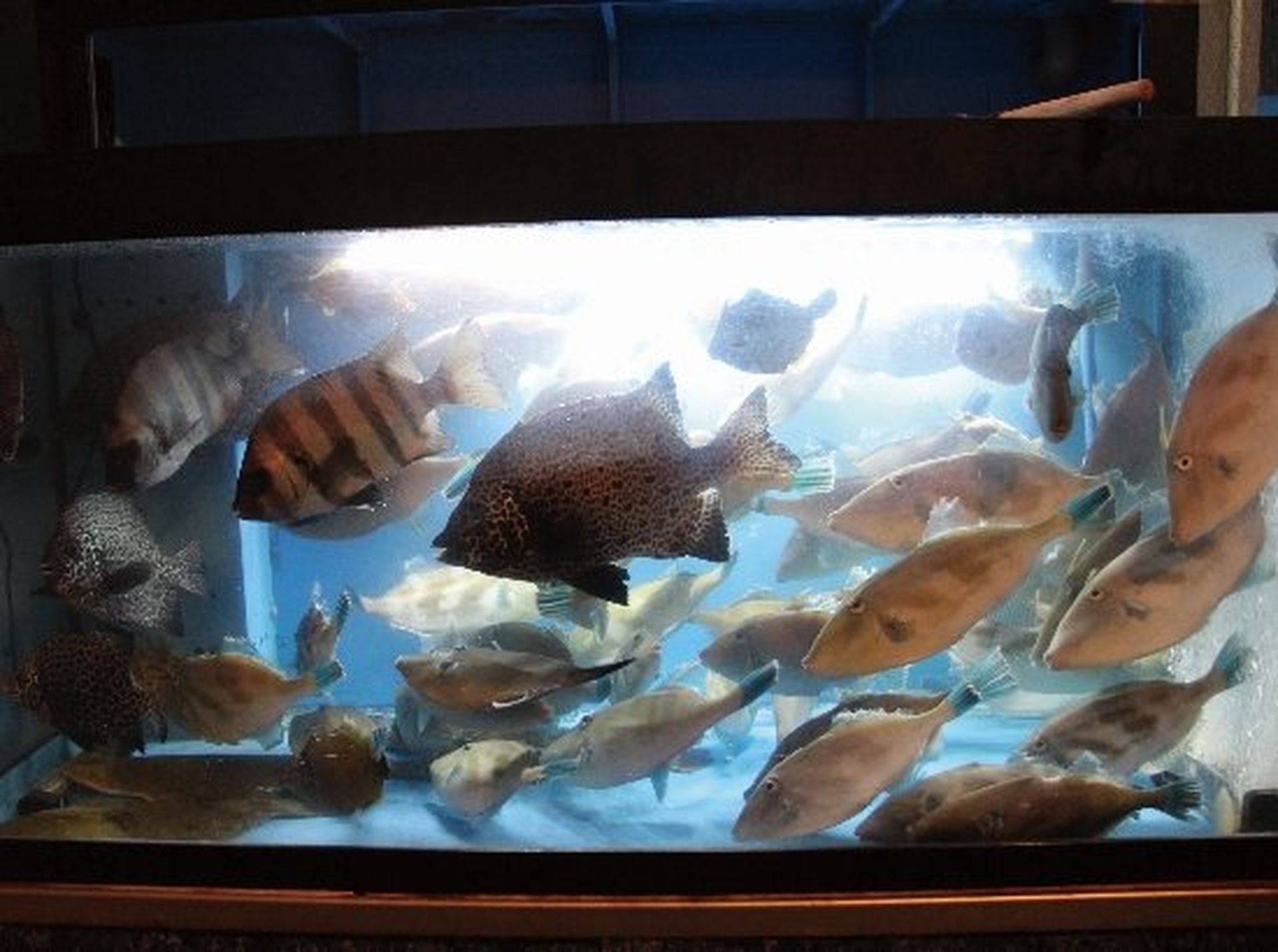角島直送の鮮魚