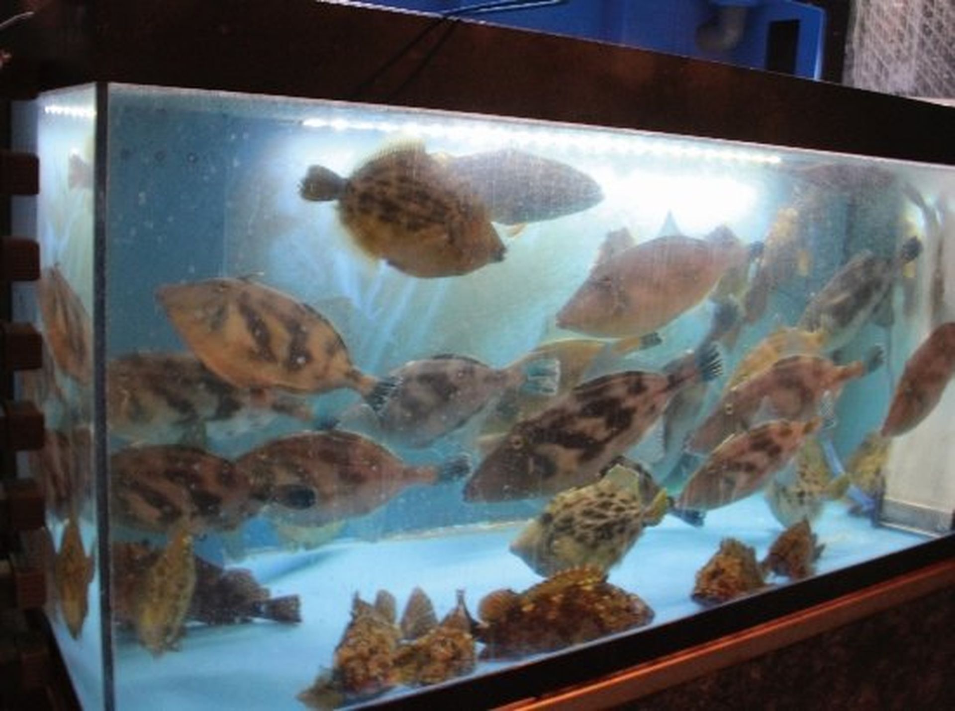 水槽で泳ぐ、活きのよい魚介類を使用します