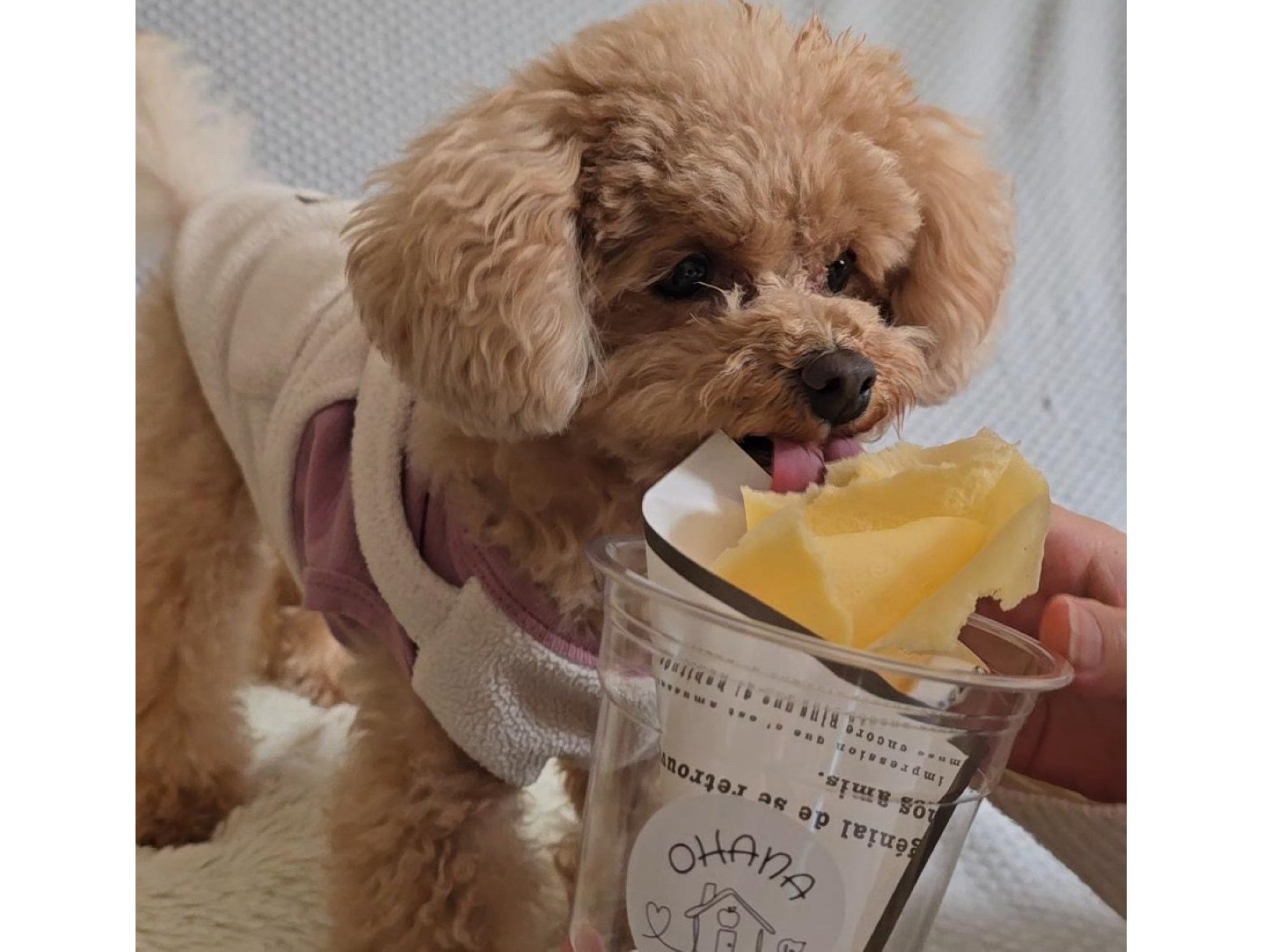 愛犬が喜ぶペット用スイーツ！
